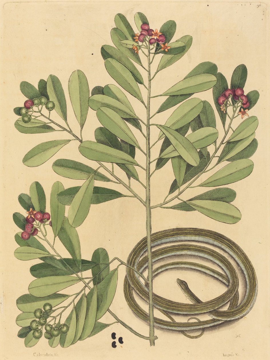 La serpiente de cinta Coluber saurita, publicado 1731-1743 de Mark Catesby