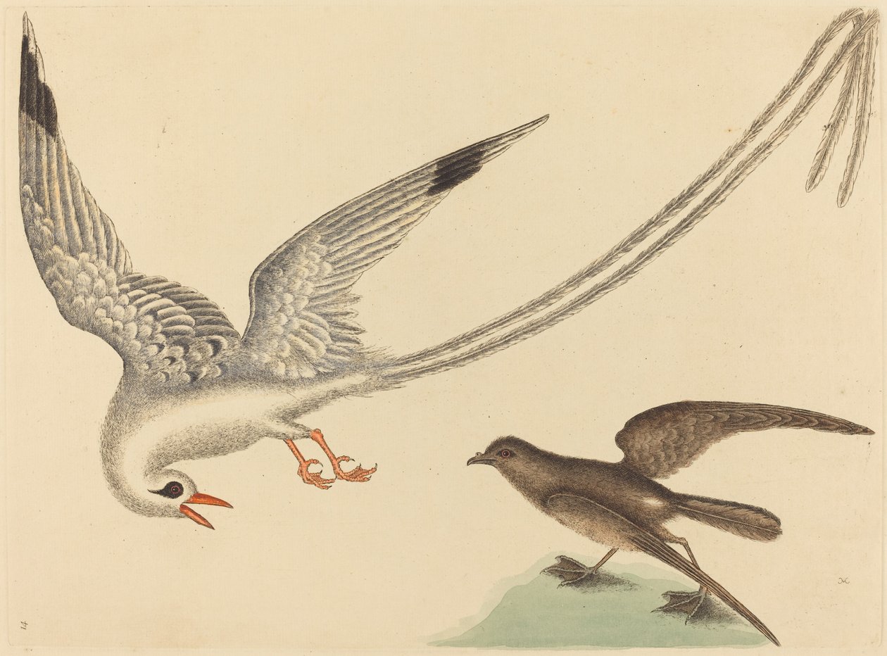 El Pájaro Arrocero (Emberiza oryzivora) de Mark Catesby