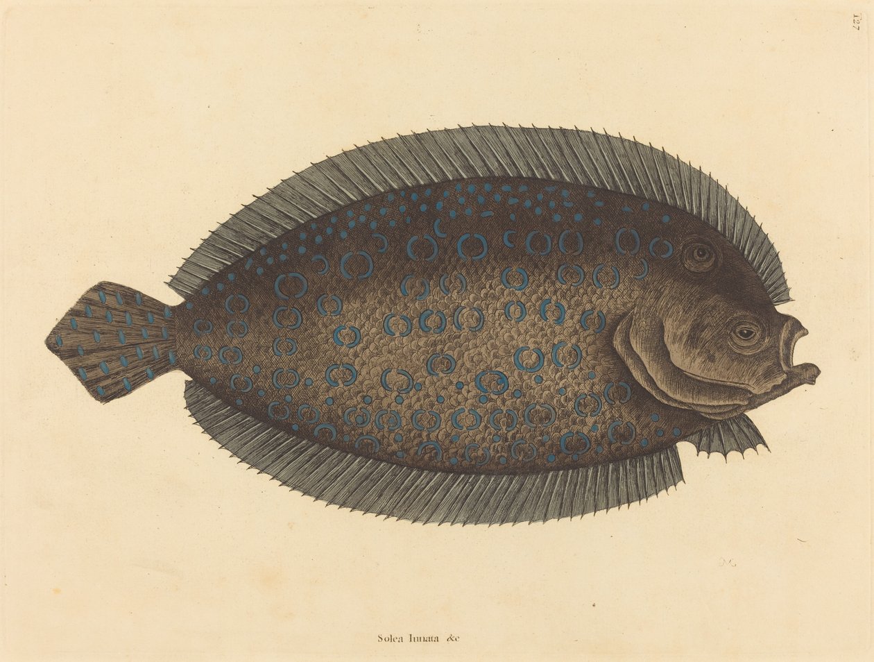 El lenguado Pleuronectes lunatus de Mark Catesby