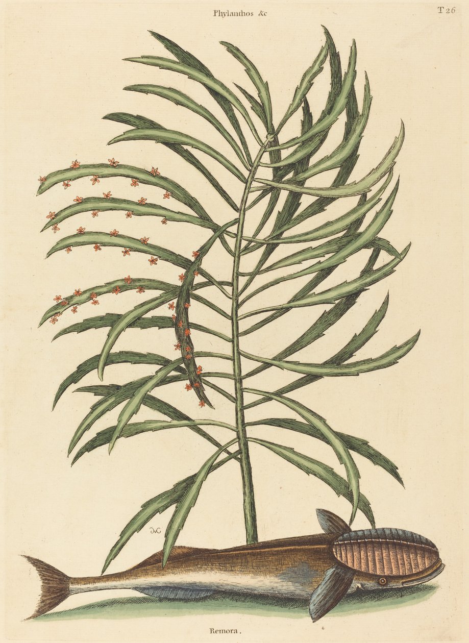 El Pez Remora Echeneis naucratis, publicado 1731-1743 de Mark Catesby