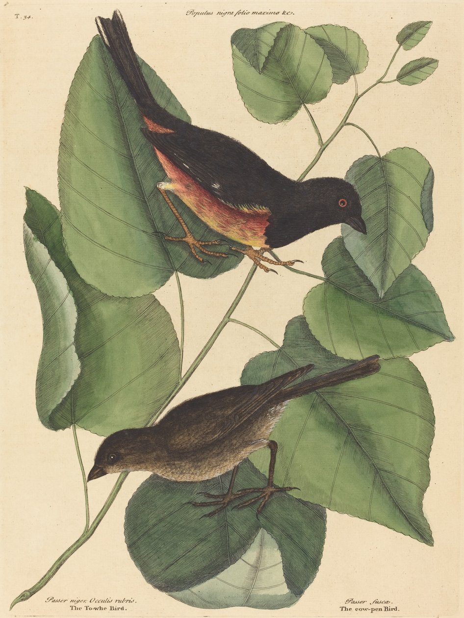 El Pájaro Towhe Fringilla erythrophthalma, publicado 1754 de Mark Catesby