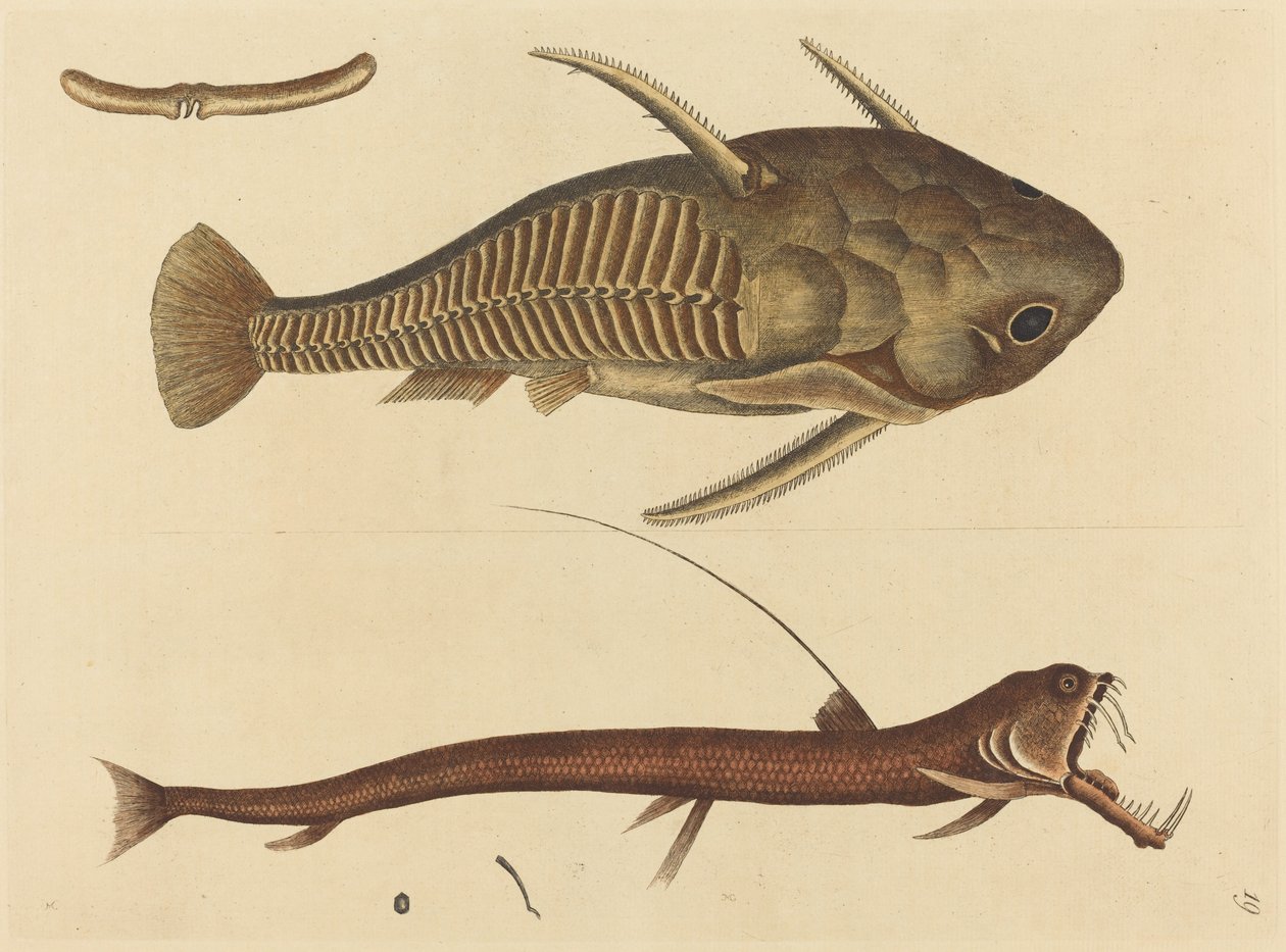El pez boca de víbora (Silurus cataphractus) de Mark Catesby