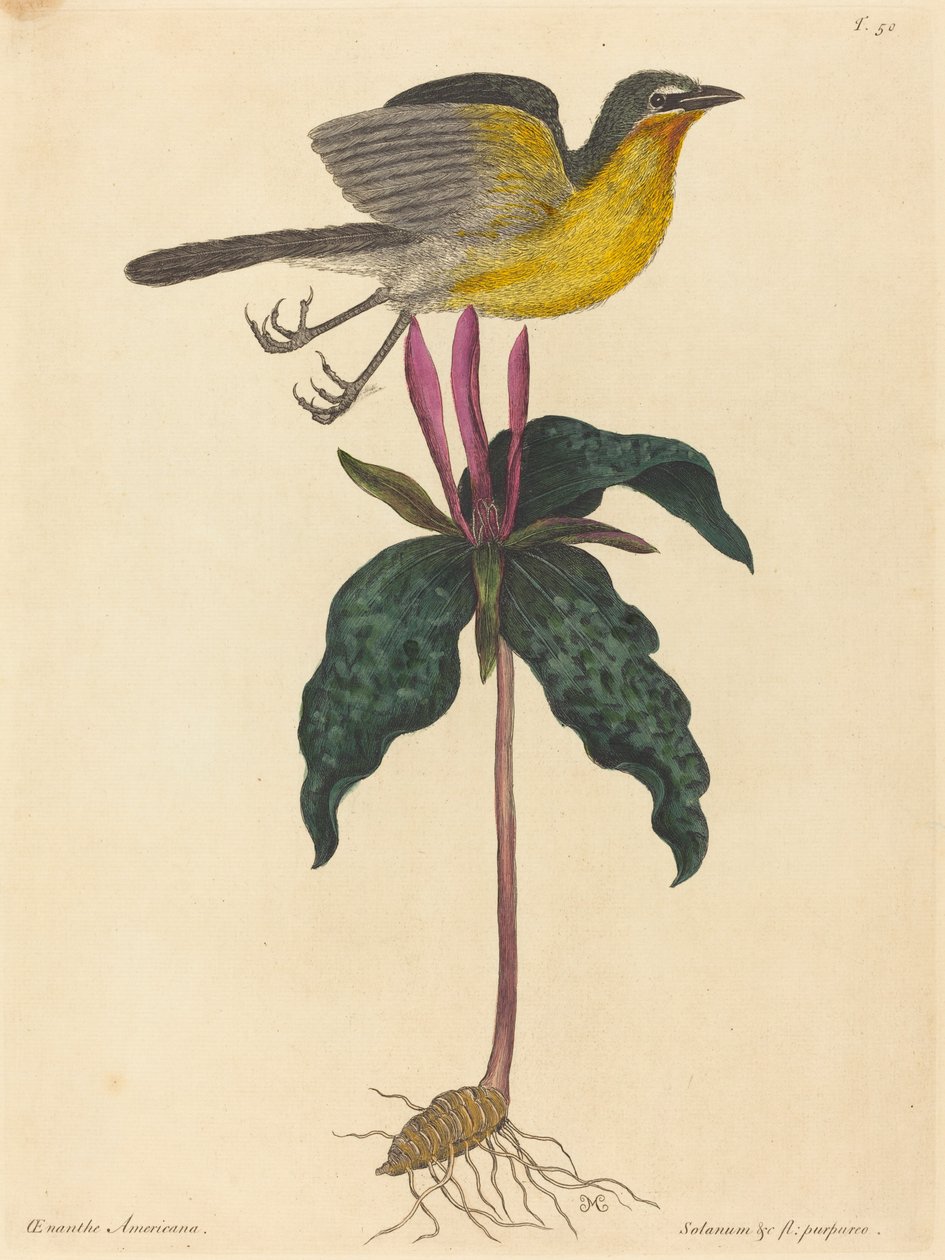 El Piquituerto Pechiamarillo de Mark Catesby