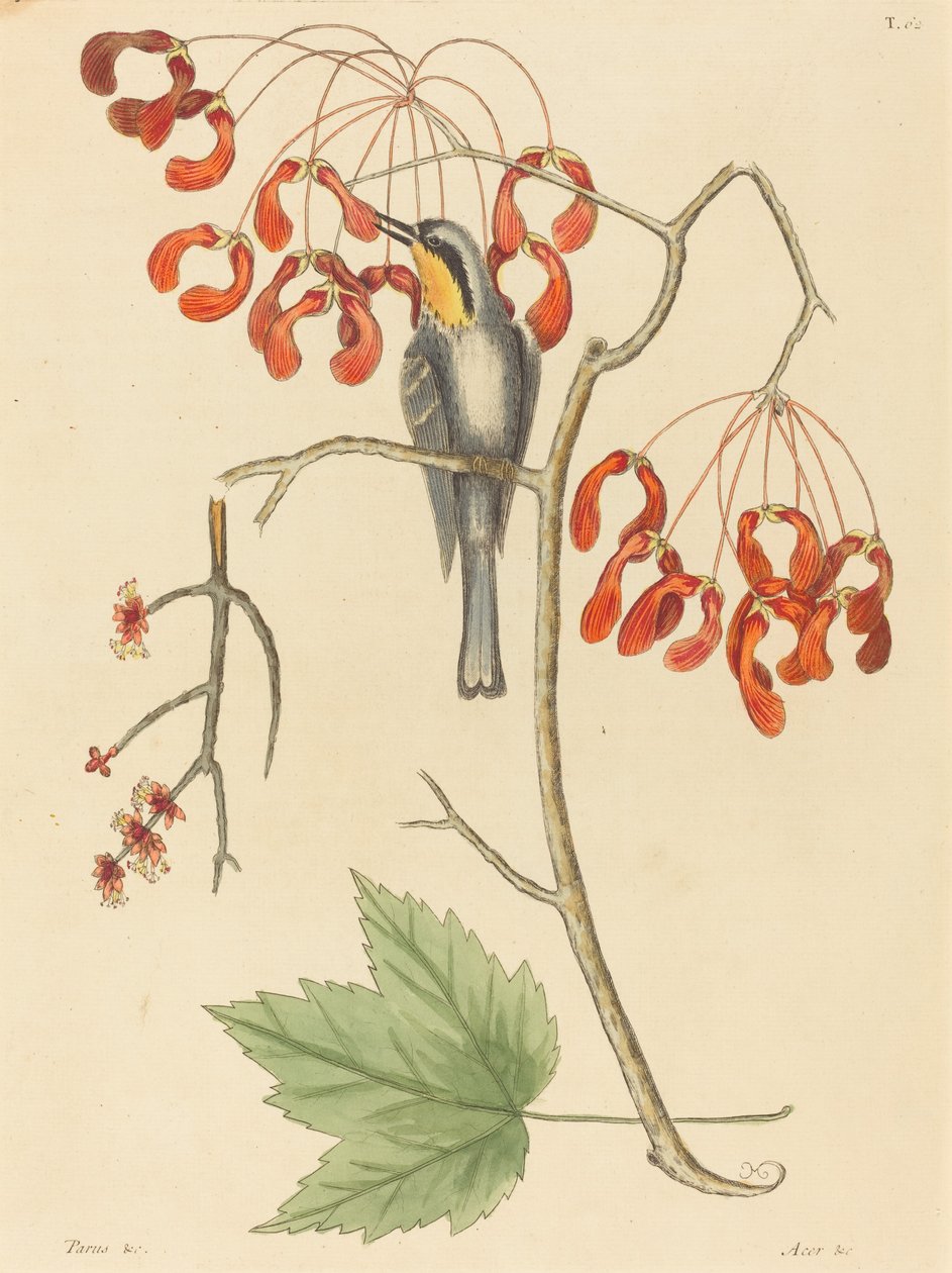 El trepador de garganta amarilla, publicado 1754 de Mark Catesby