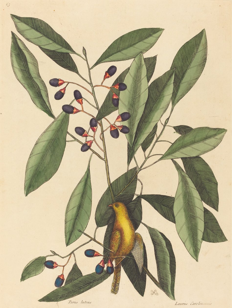 El herrerillo amarillo Motacilla trochilus, publicado 1754 de Mark Catesby