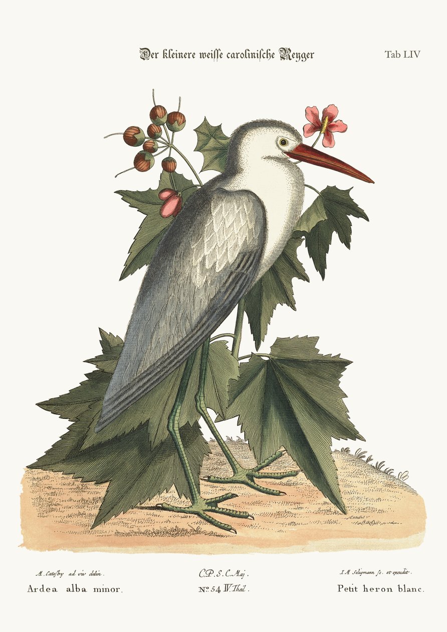 La pequeña garza blanca, 1749-73 de Mark Catesby