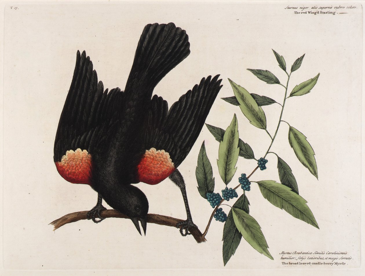 El estornino pinto. El mirto de hoja ancha. de Mark Catesby