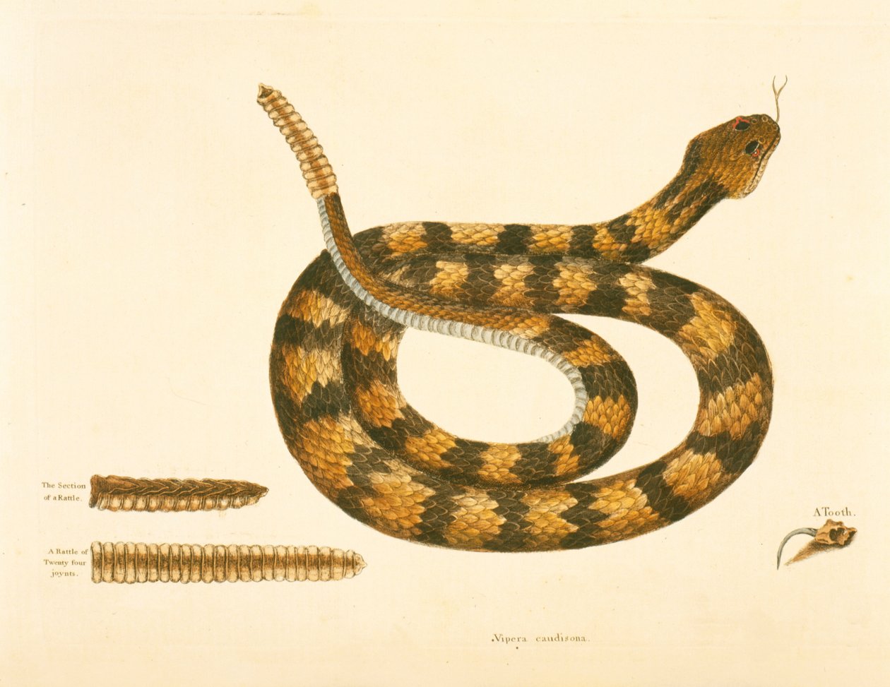 Serpiente Viper Caudison, Serpiente de cascabel, lámina 41, vol. 1, de la 