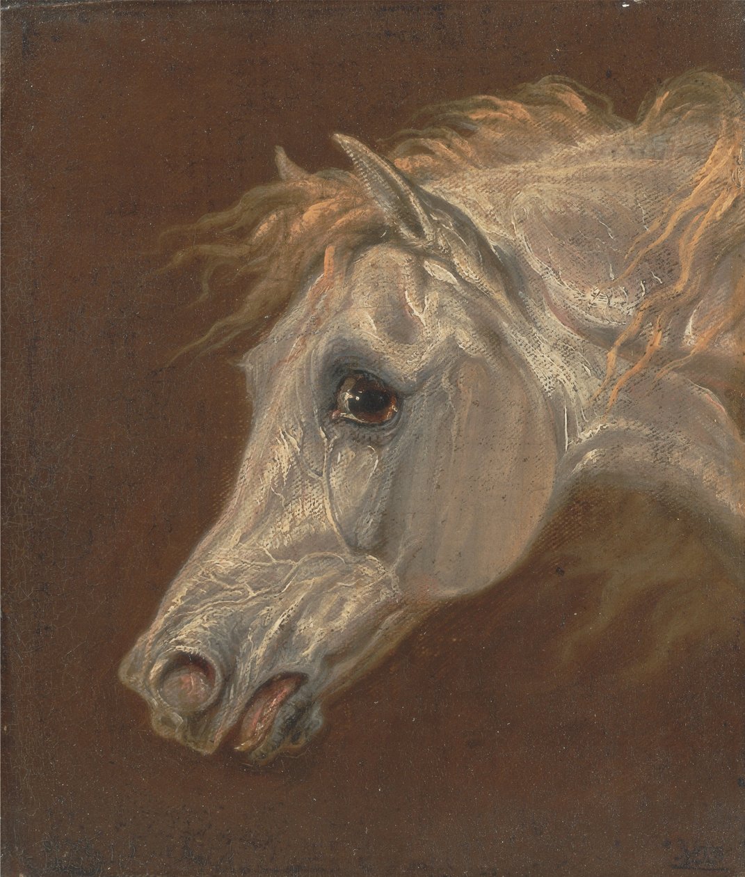Cabeza de un caballo árabe gris de Martin Theodore Ward