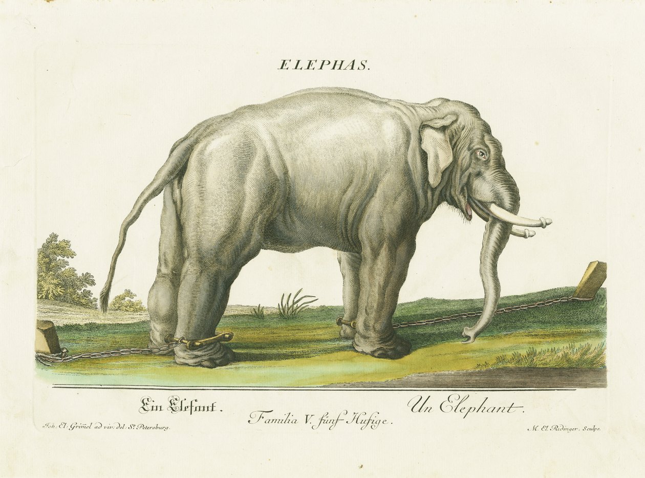 Elefante asiático encadenado de Martin Elias Ridinger