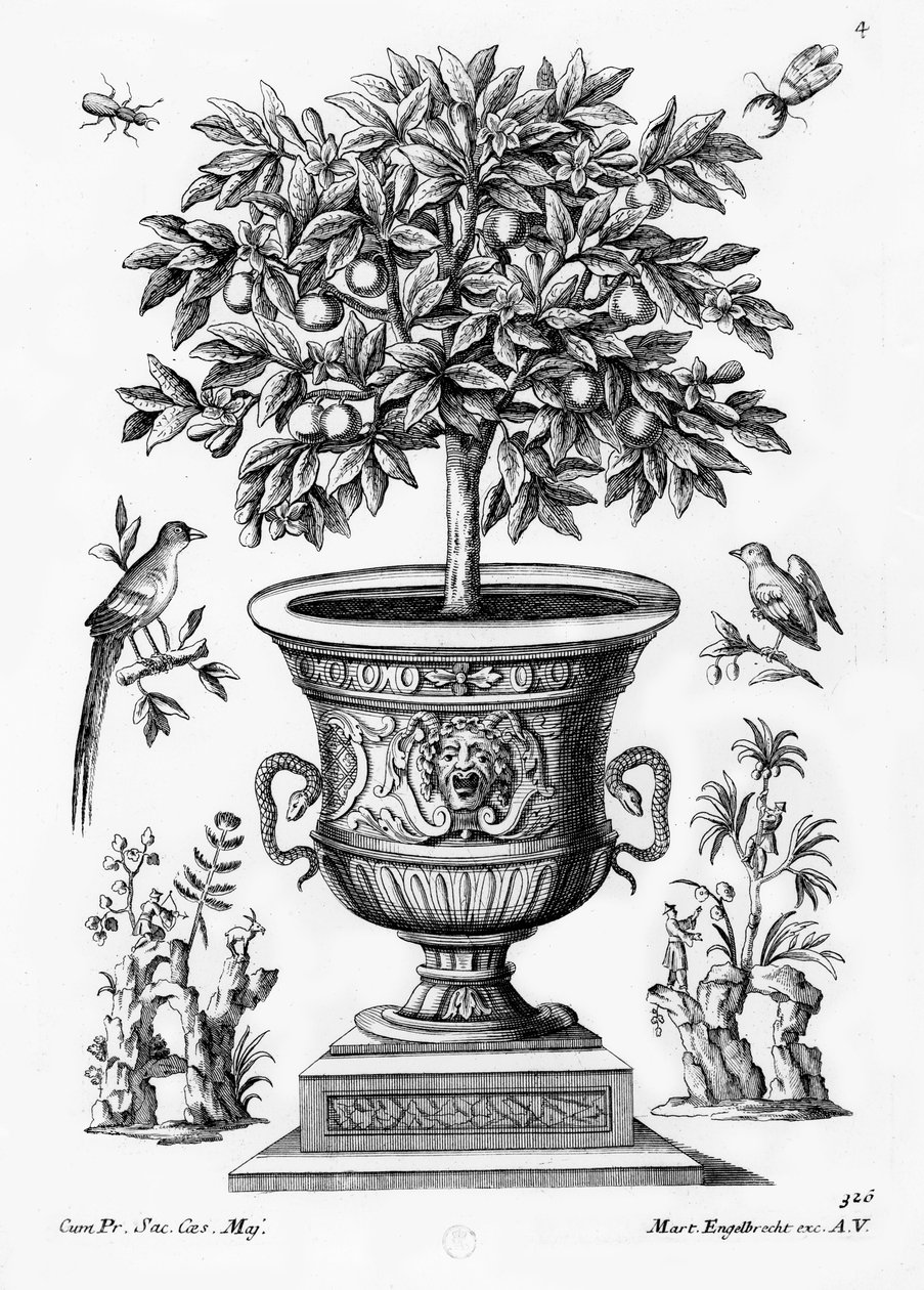 Árboles de cítricos, c.1735 de Martin Engelbrecht
