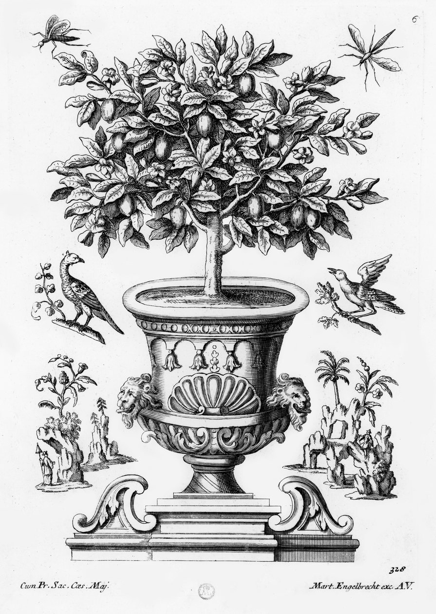 Árboles de cítricos, c.1735 de Martin Engelbrecht