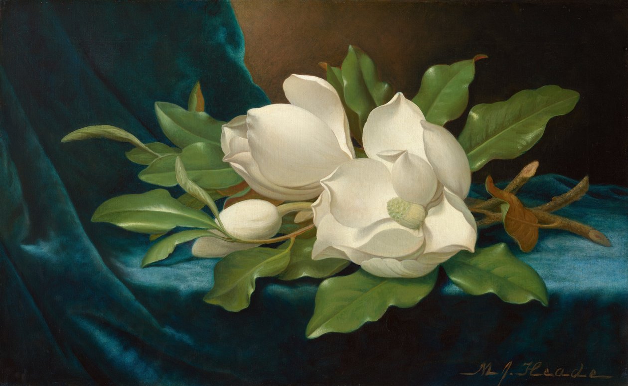 Magnolias gigantes sobre un paño de terciopelo azul de Martin Johnson Heade