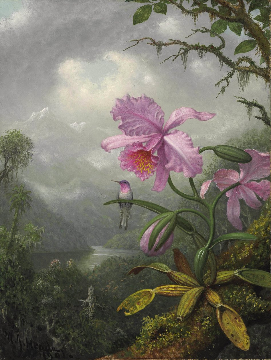 Colibrí posado en una orquídea de Martin Johnson Heade