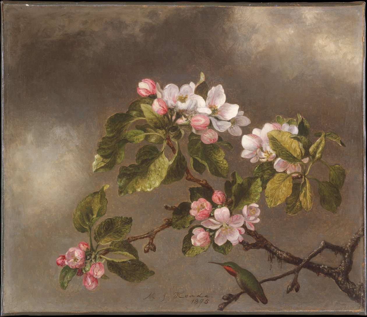 Colibrí y flores de manzano de Martin Johnson Heade