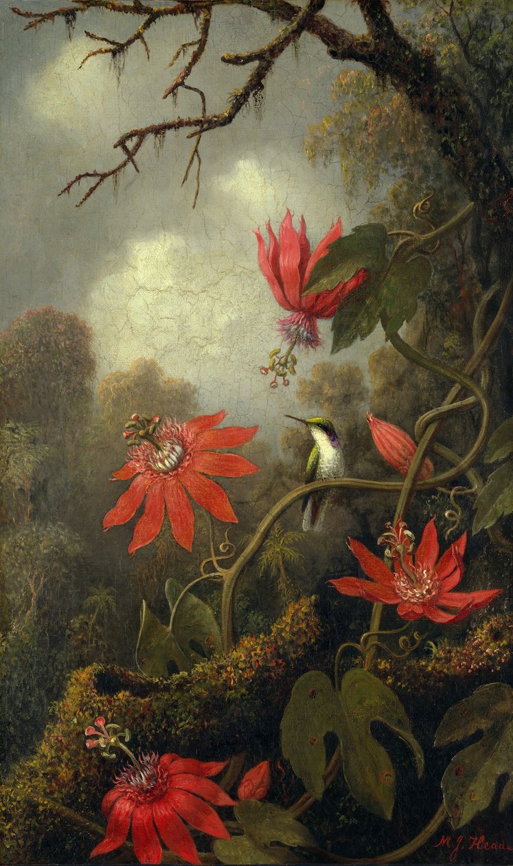 Colibrí y flores de la pasión, ca. 1875-85 de Martin Johnson Heade