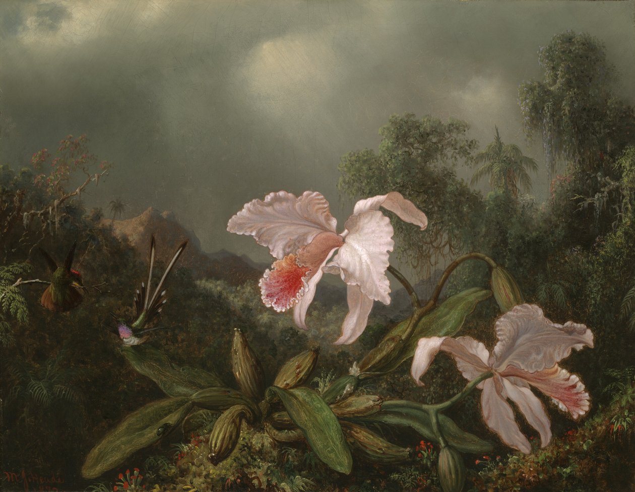 Orquídeas de la jungla y colibríes, 1872 de Martin Johnson Heade