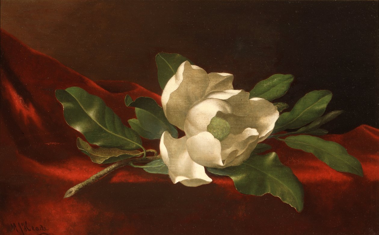 Magnolia, c.1885-95 (óleo sobre lienzo) de Martin Johnson Heade