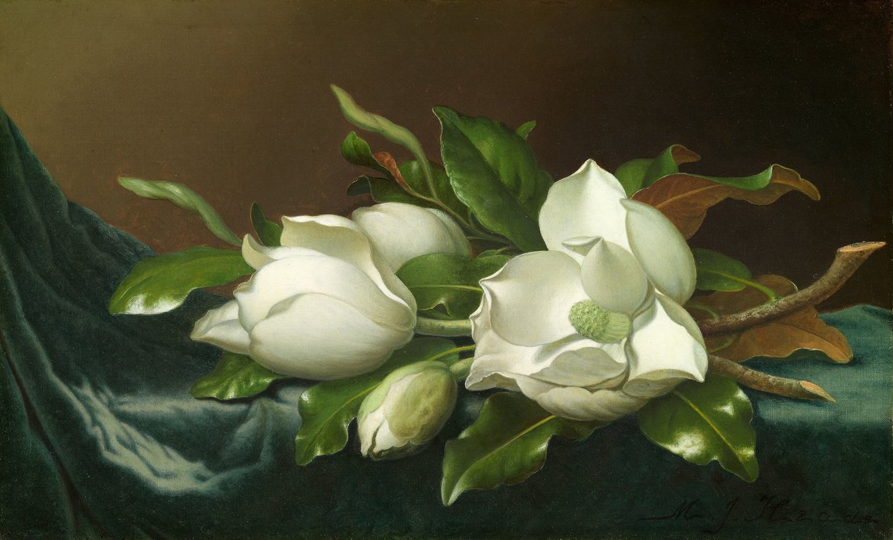 Magnolias en tela de terciopelo azul claro de Martin Johnson Heade
