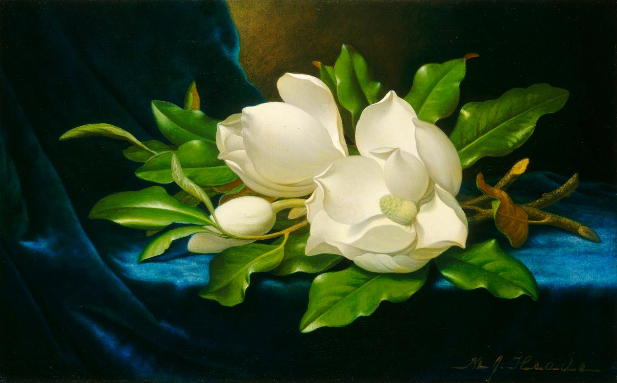 Magnolias sobre un paño de terciopelo azul de Martin Johnson Heade