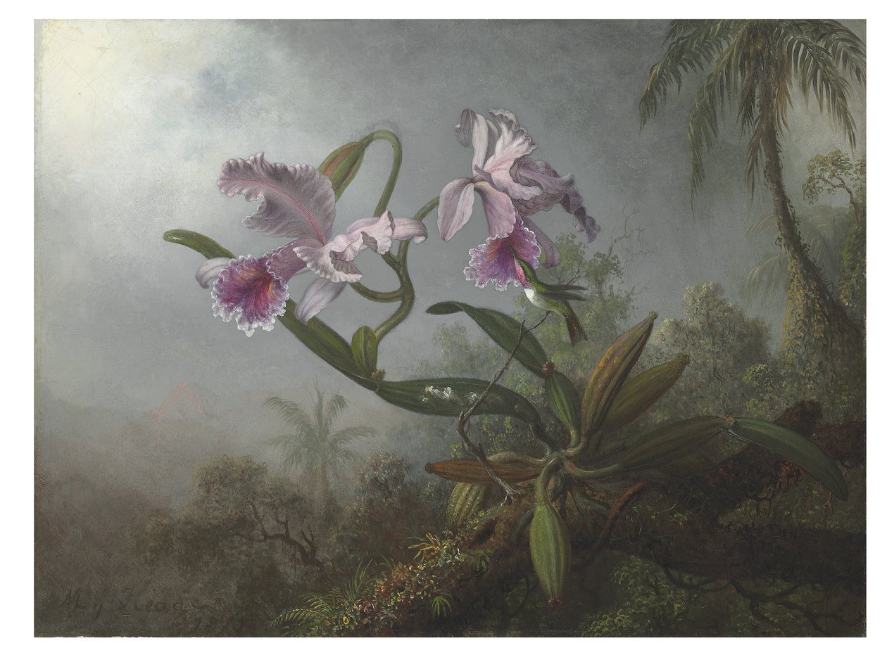 Orquídeas rosadas y colibrí en una rama, 1875 de Martin Johnson Heade
