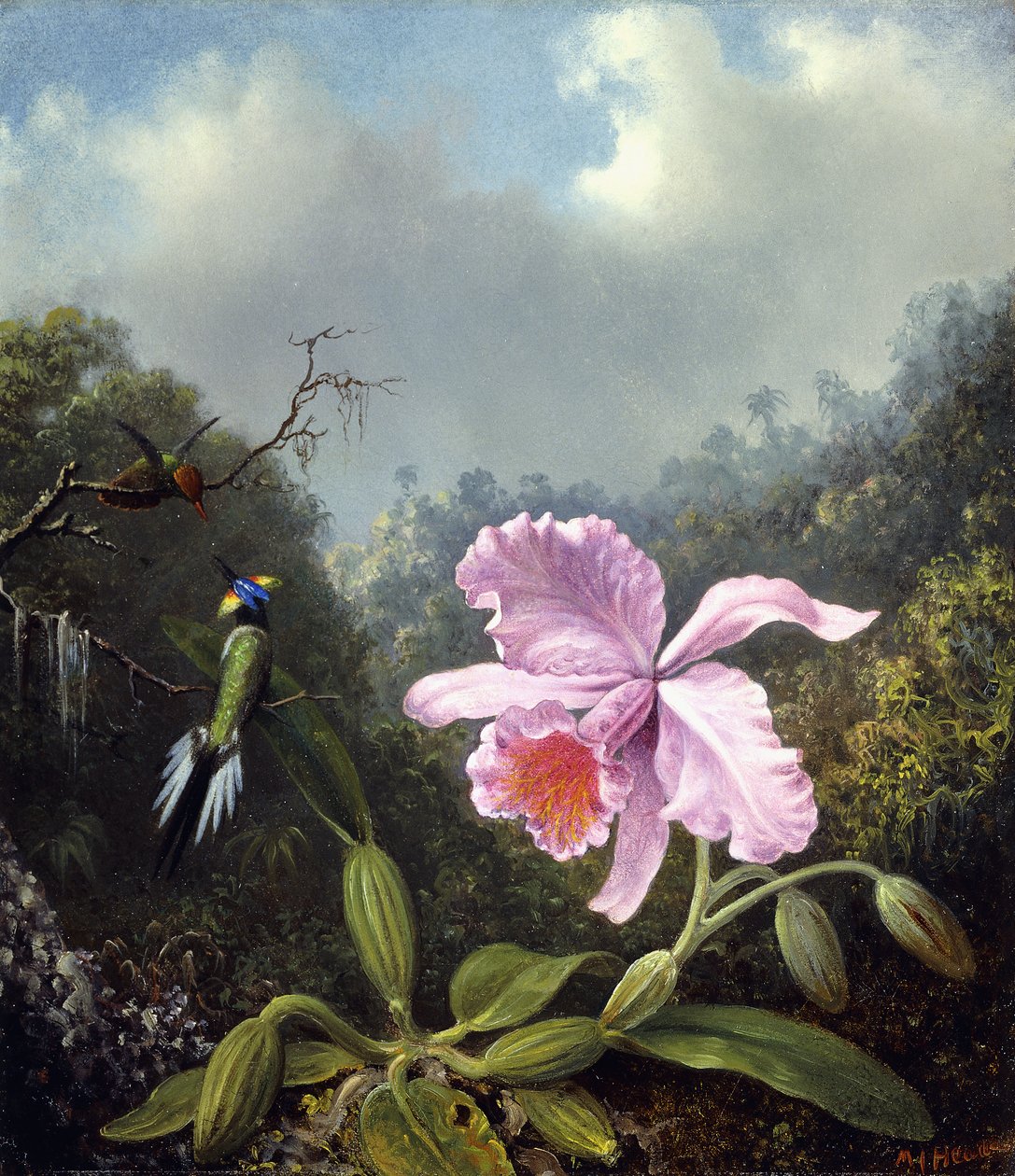 Naturaleza muerta con orquídea y pareja de colibríes, c.1890s de Martin Johnson Heade