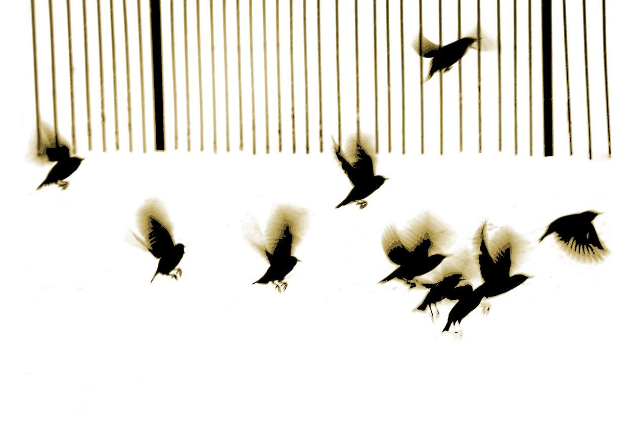 Estorninos, 2003 (fotograbado) de Martin Mossop