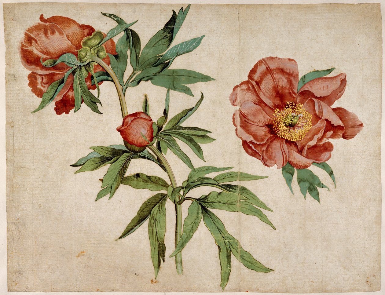 Estudio de peonías de Martin Schongauer