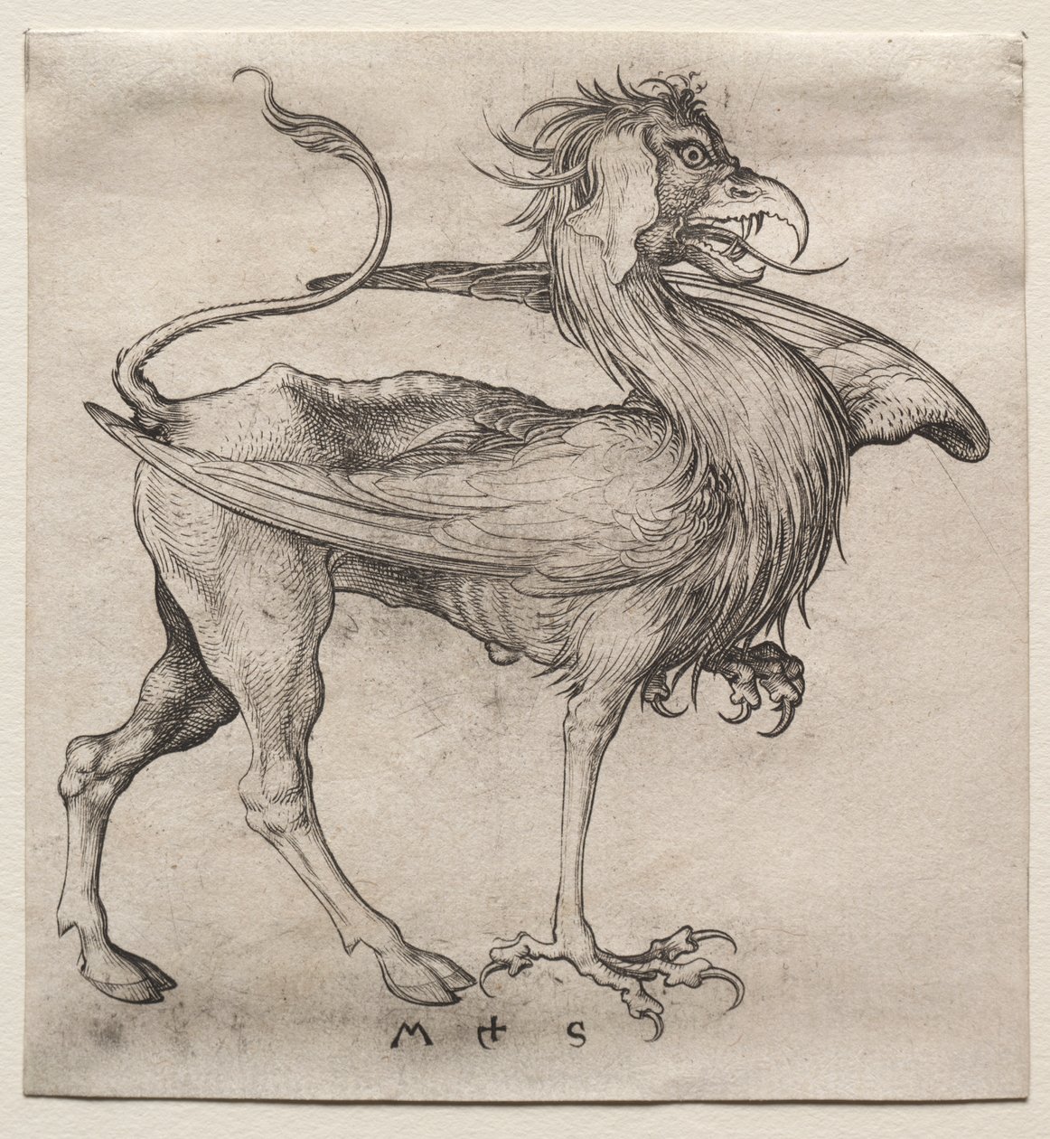 El Grifo de Martin Schongauer