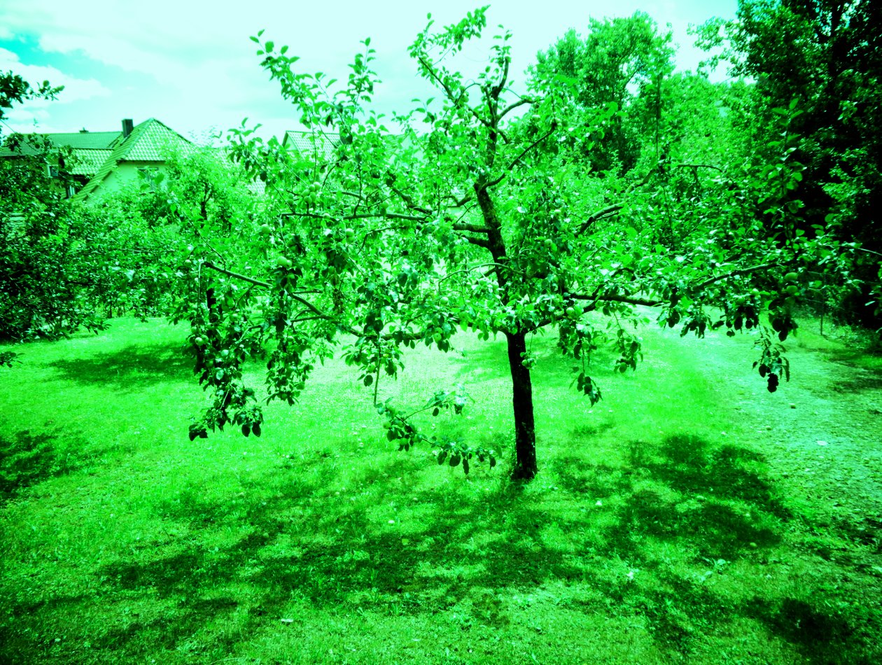 Manzanos de Martina Konitzky