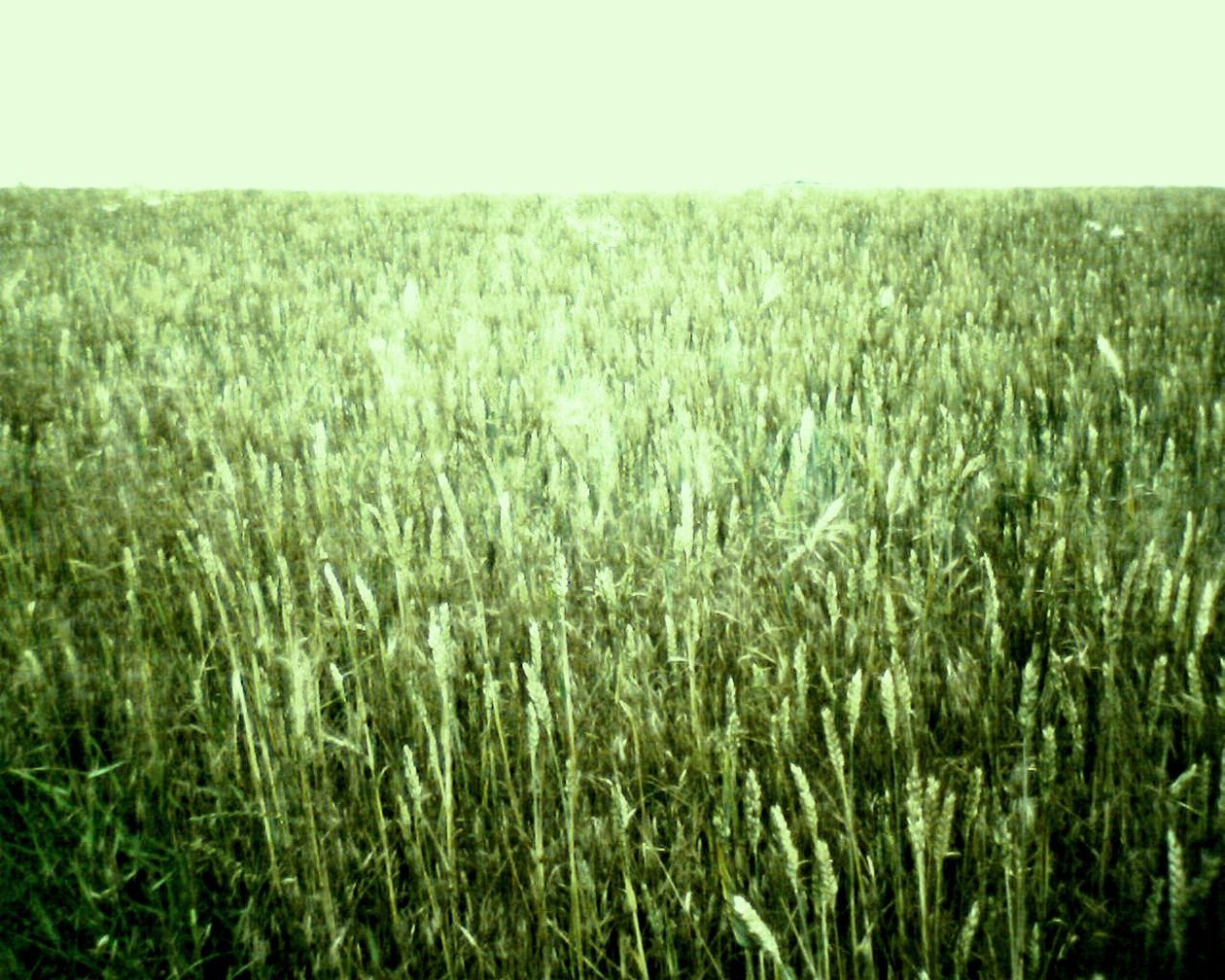 Vista del campo de verano de Martina Konitzky
