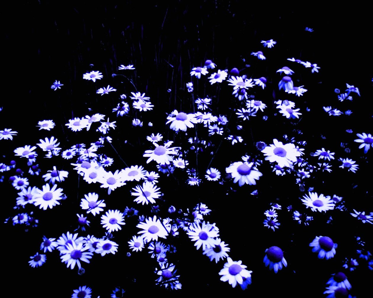 Flores al borde del campo de Martina Konitzky