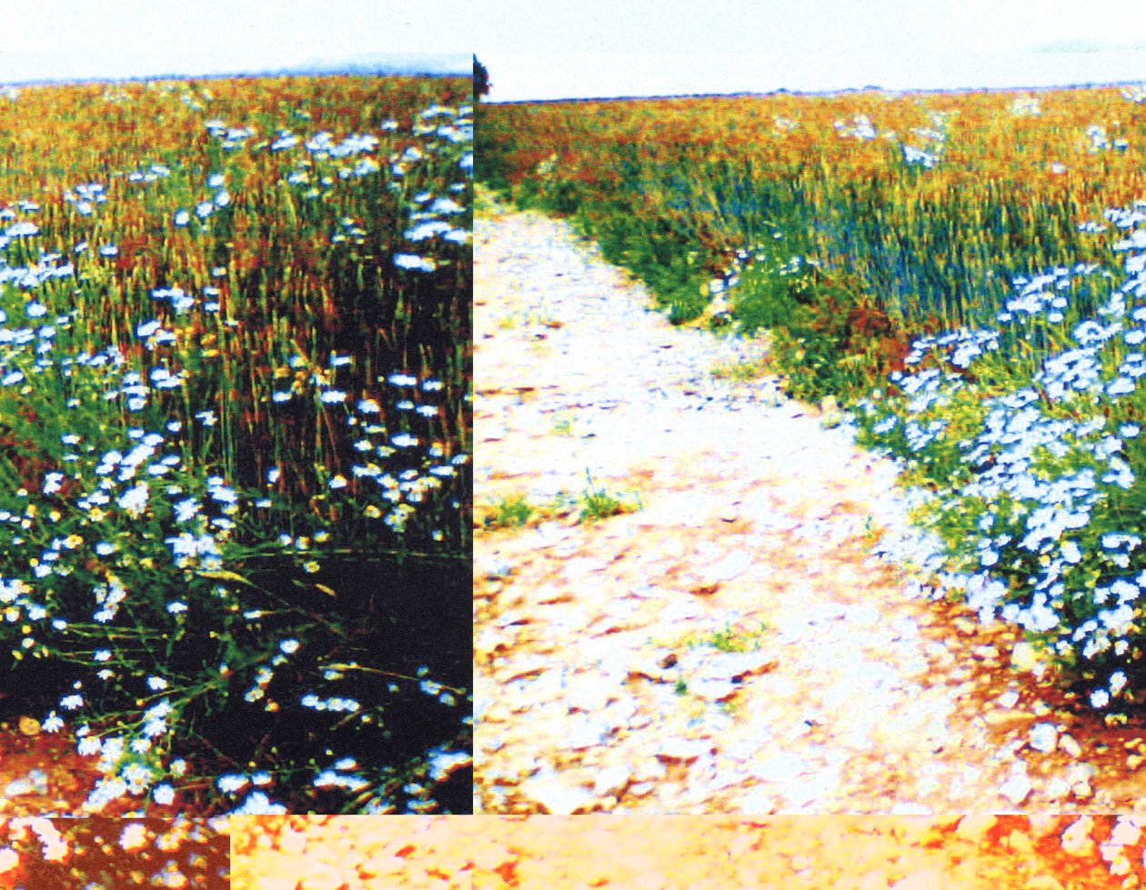 Camino de campo de Martina Konitzky