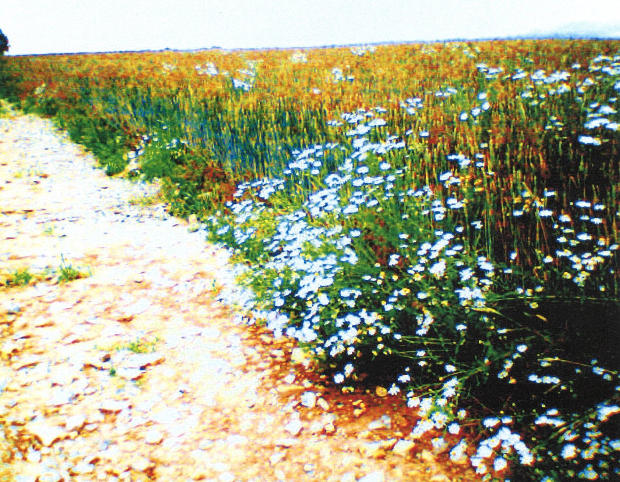 Camino rural de Martina Konitzky