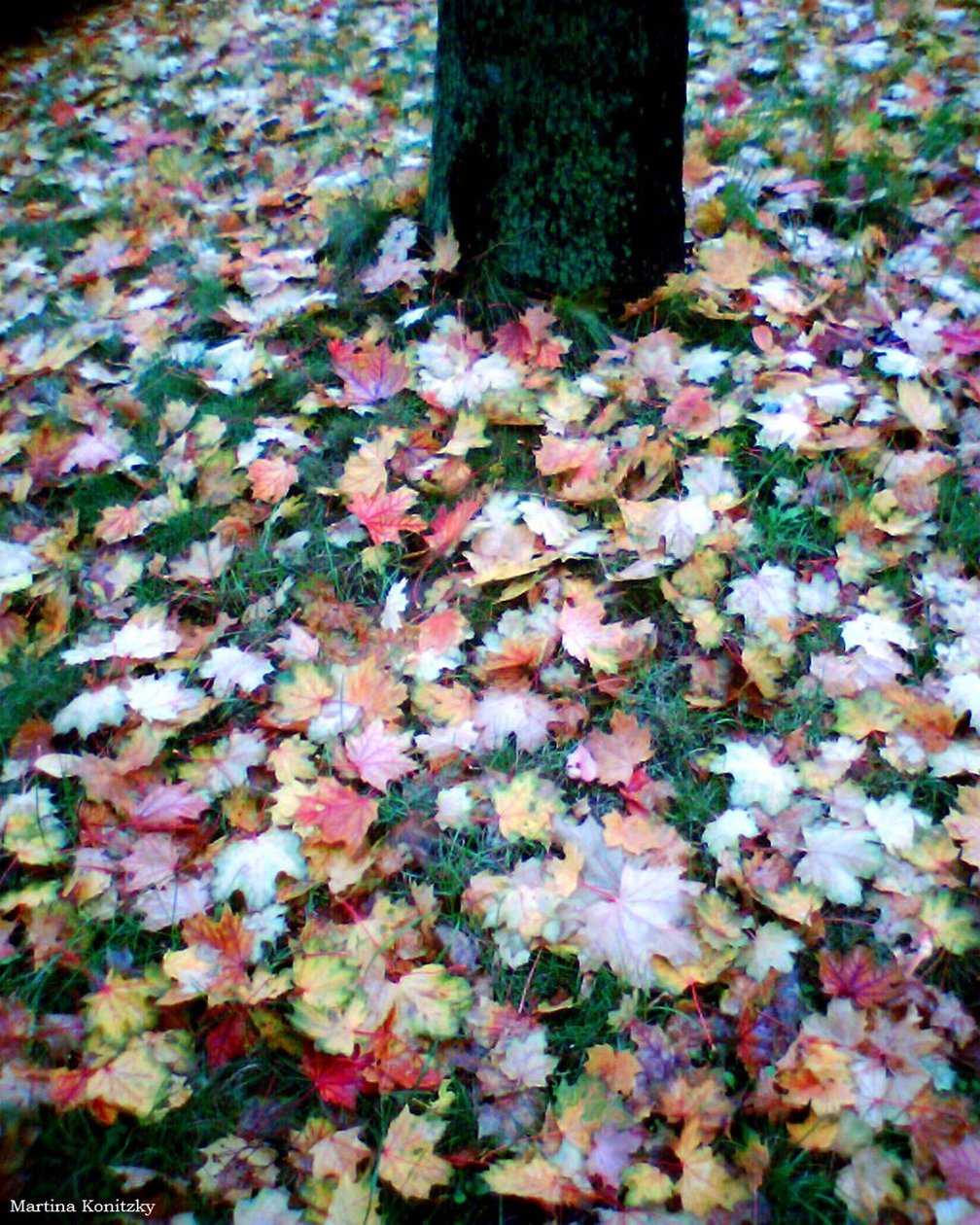 Otoño de Martina Konitzky