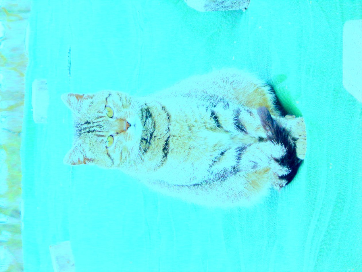 Kitty de Martina Konitzky