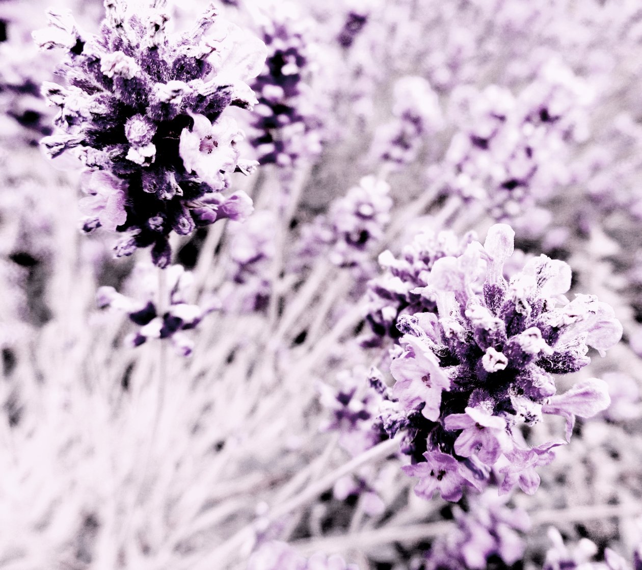 Lavanda lila plata de Martina Konitzky