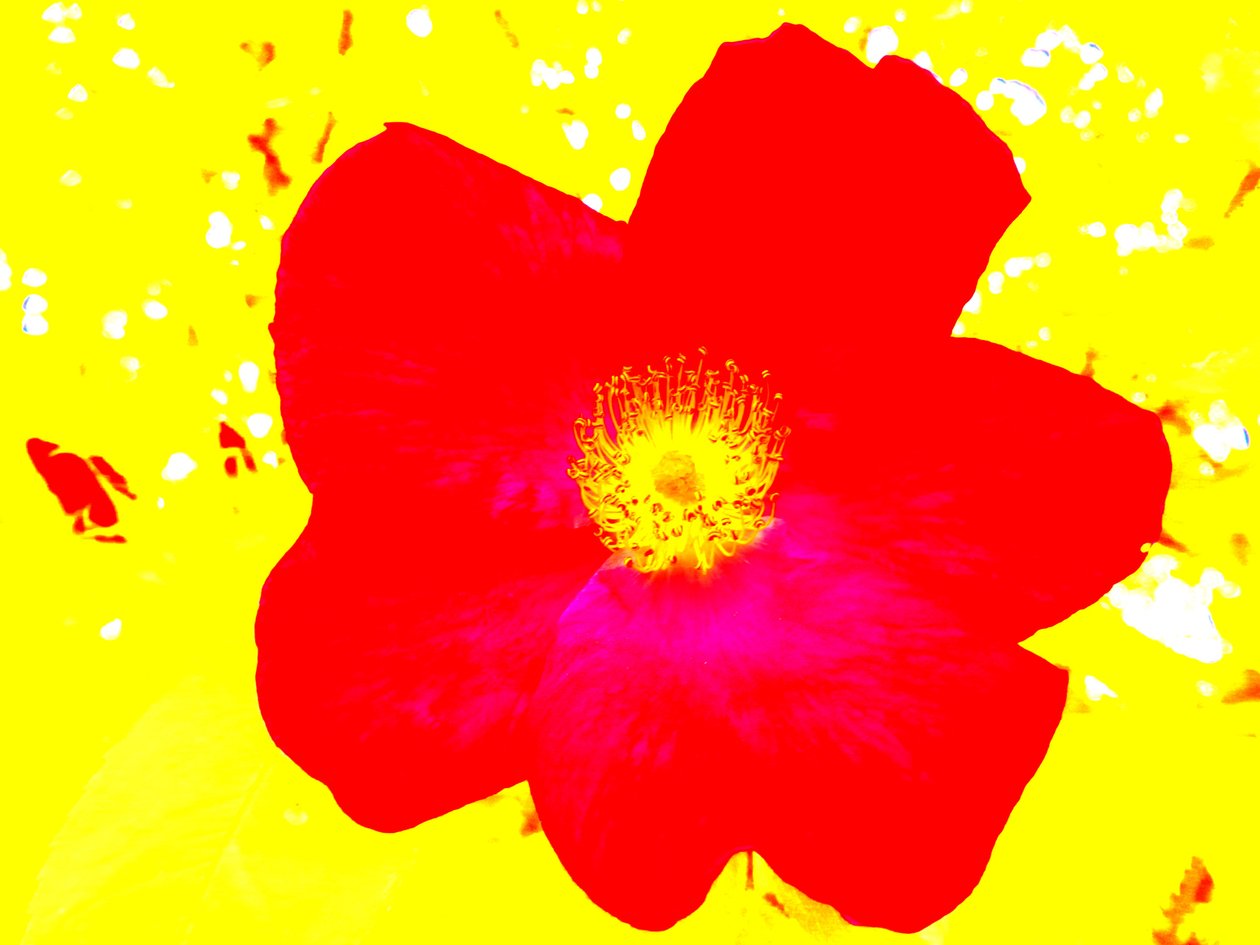 Popart Hommage Andy Warhol de Martina Konitzky