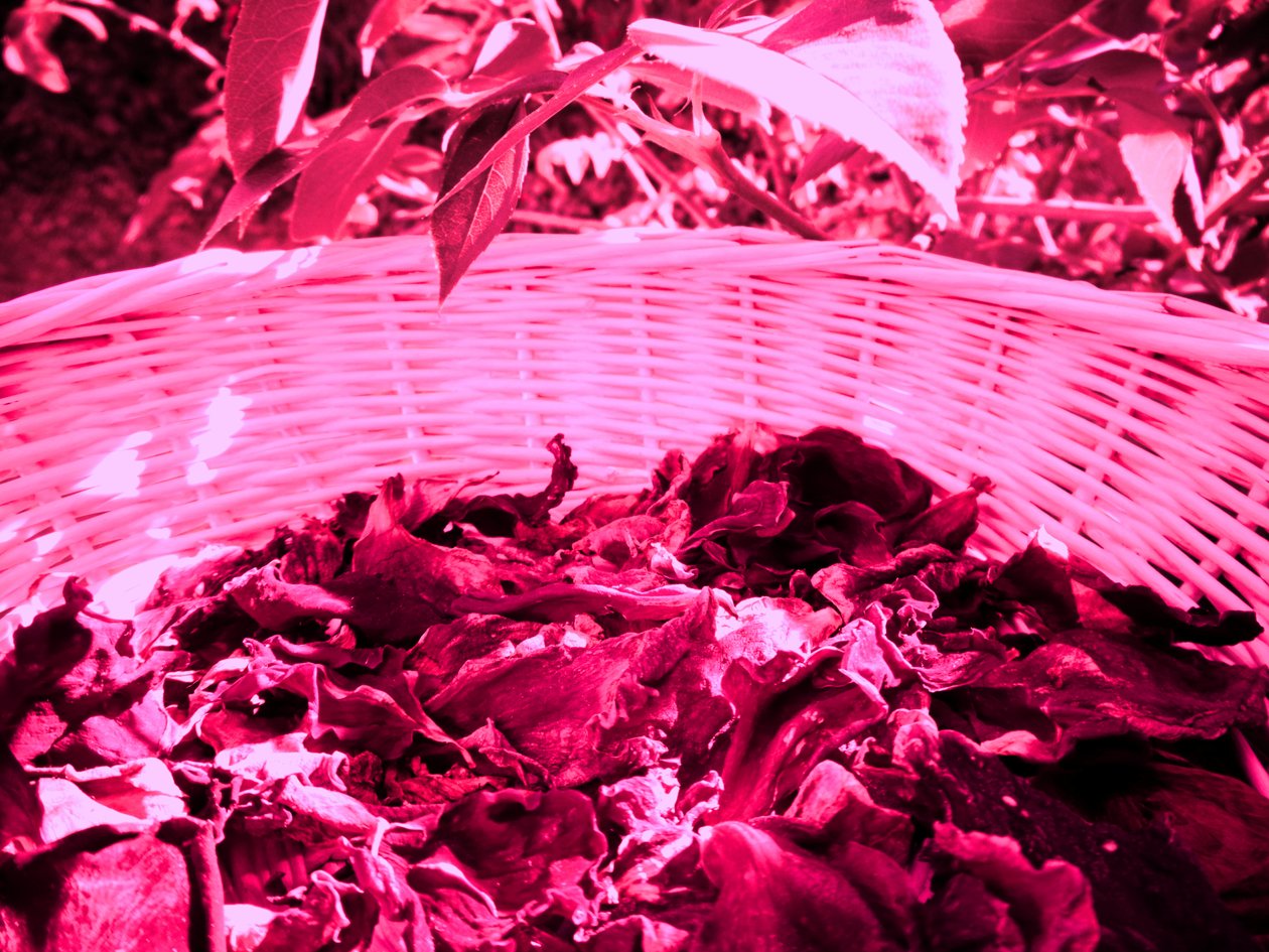 Pétalos de rosa Potpourri de Martina Konitzky