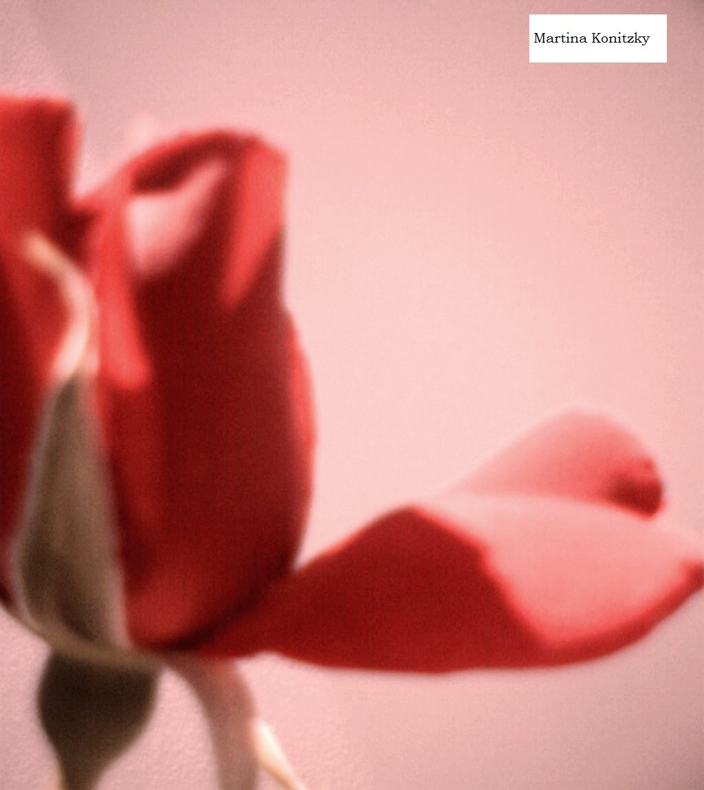 Corazón de pétalo de rosa de Martina Konitzky