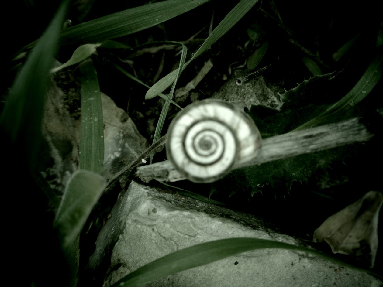Concha de caracol de Martina Konitzky
