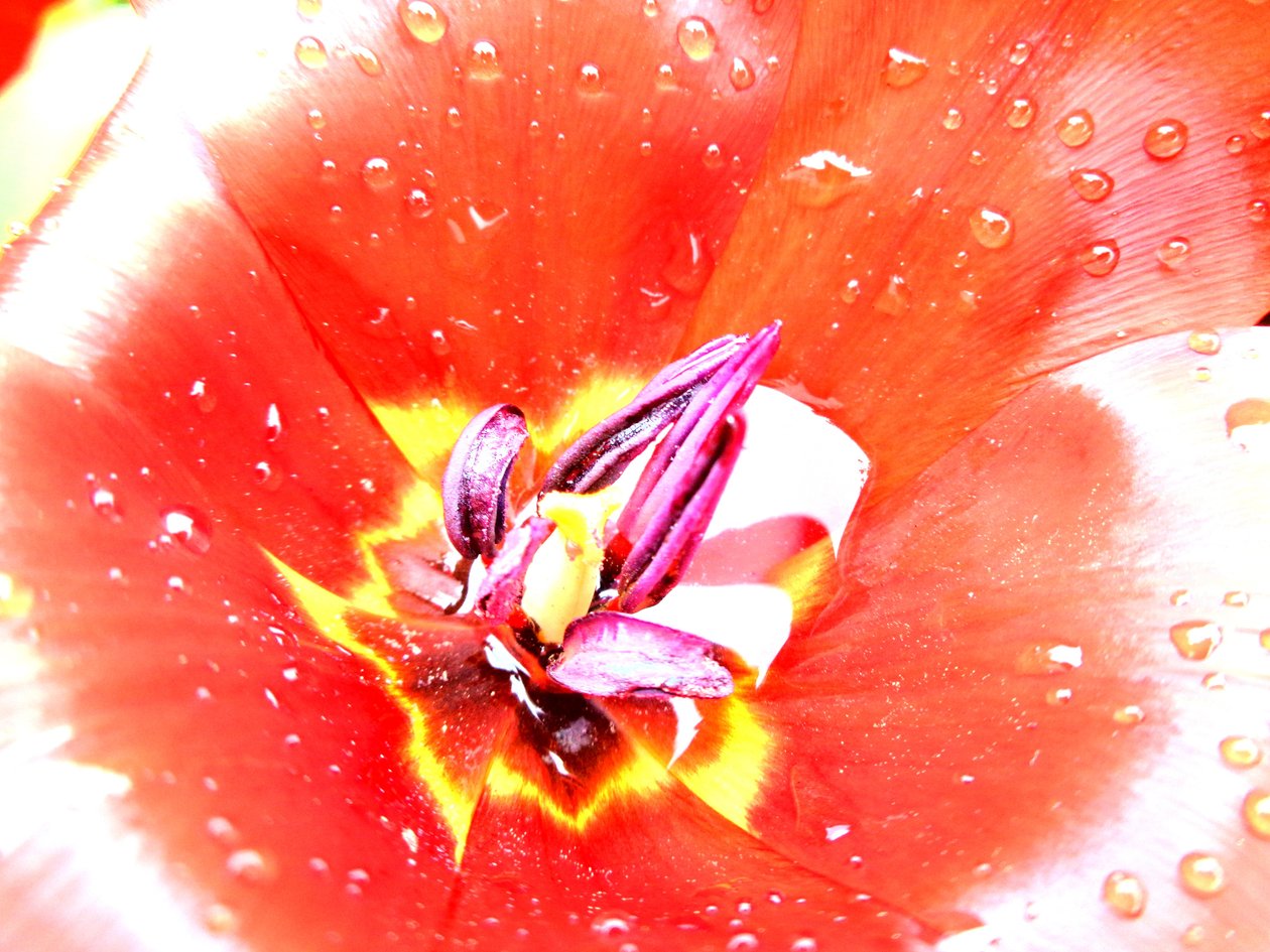 Tulipán de Martina Konitzky