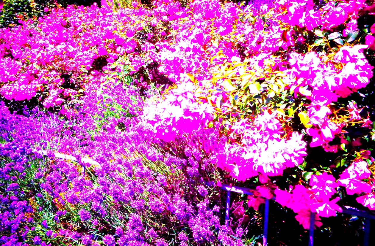Jardín delantero con rosas y lavanda de Martina Konitzky