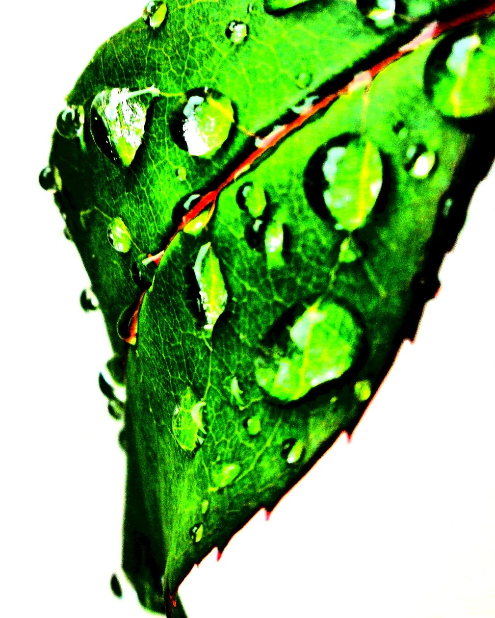 Gota de agua verde de Martina Konitzky