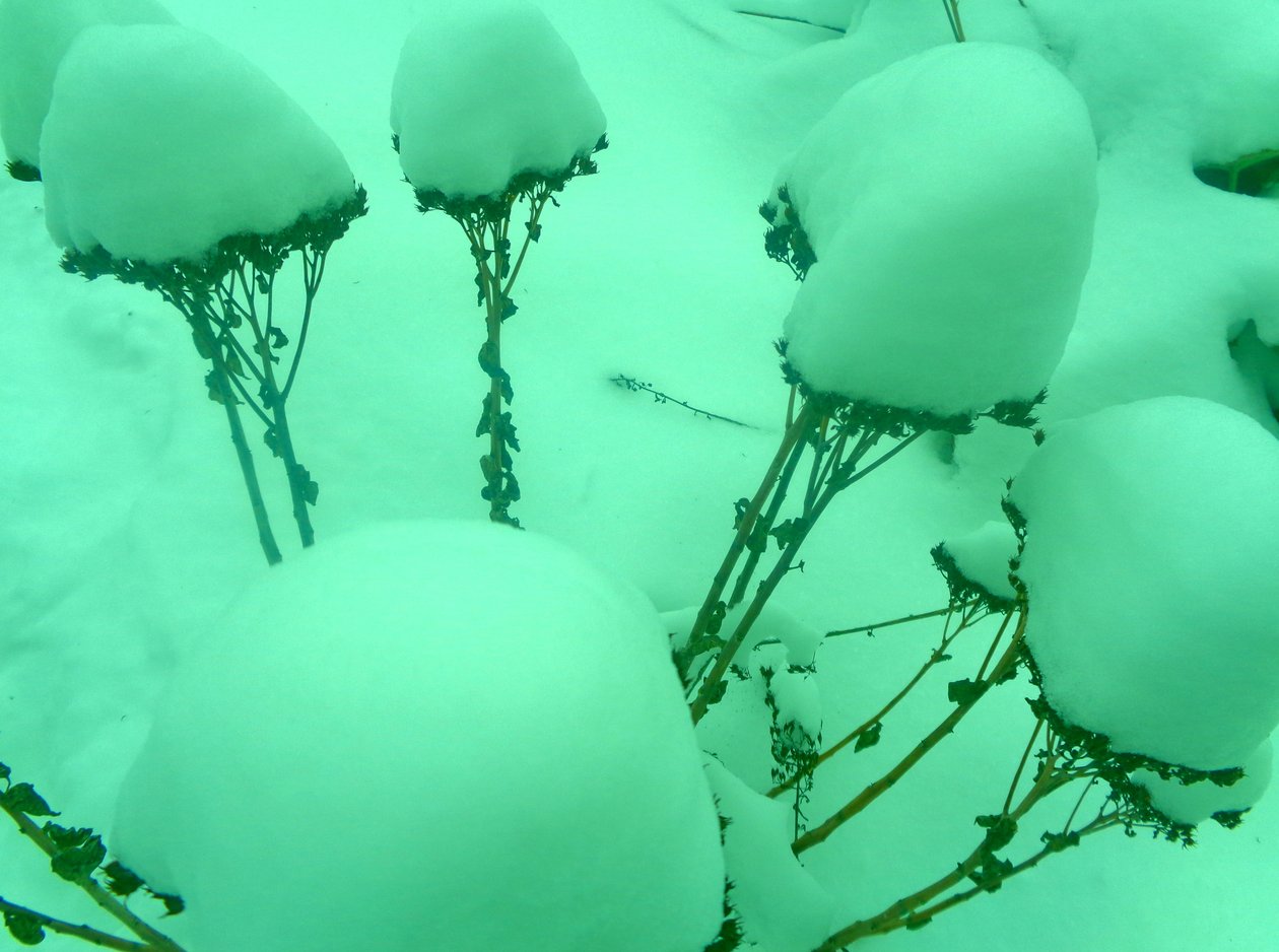 Menta de invierno de Martina Konitzky