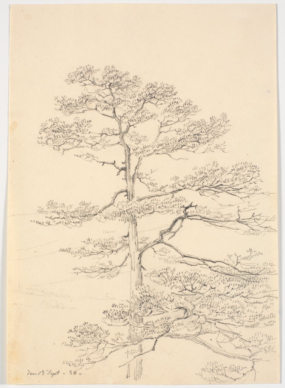 Un pino de Martinus Rørbye
