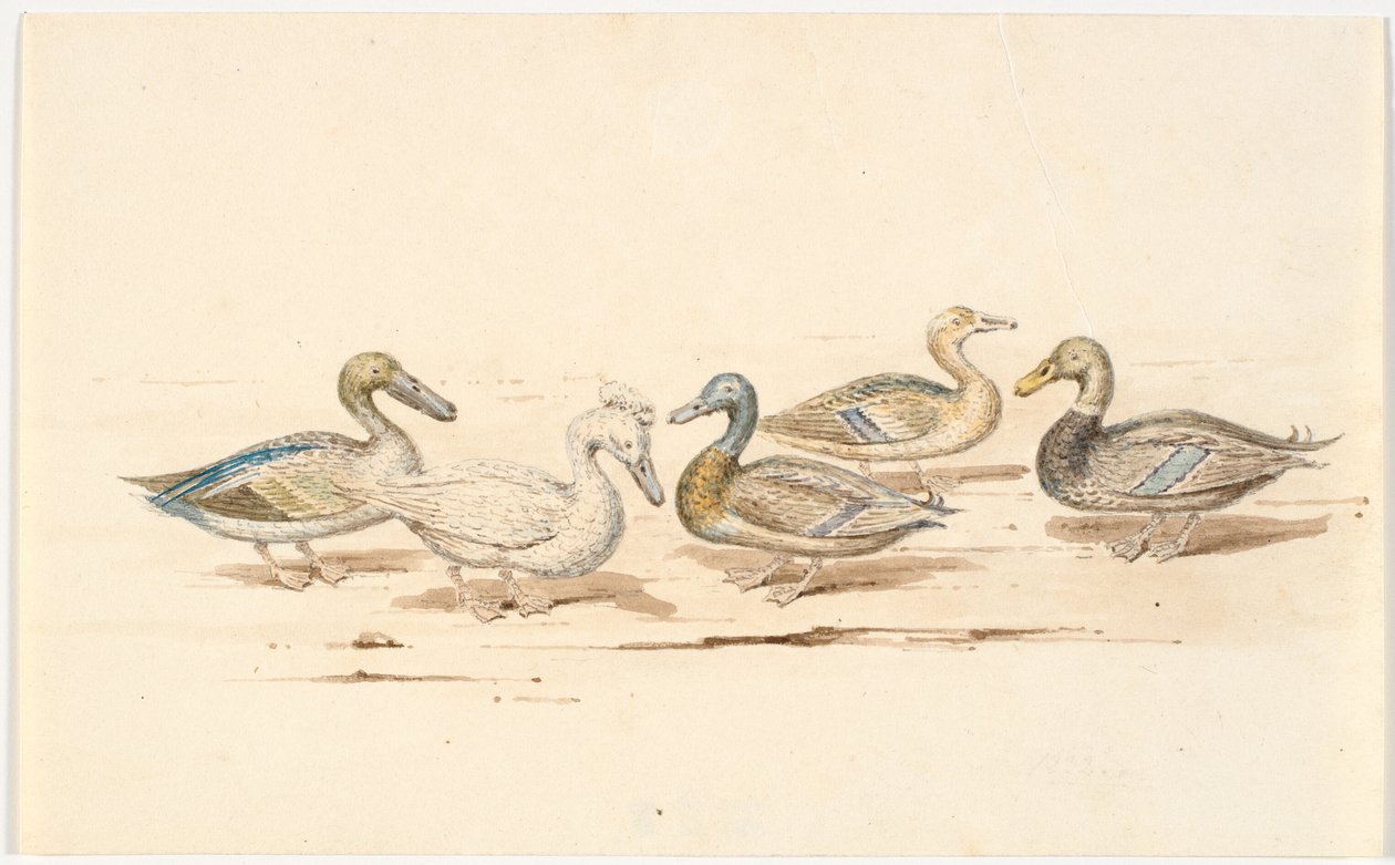 Estudios de diferentes tipos de patos de Martinus Rørbye