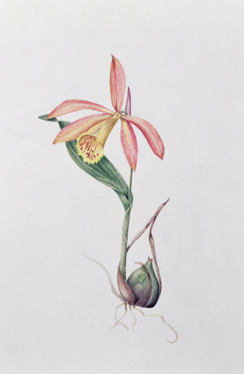 Pleione Zeus Wildstein de Mary Kenyon Slaney