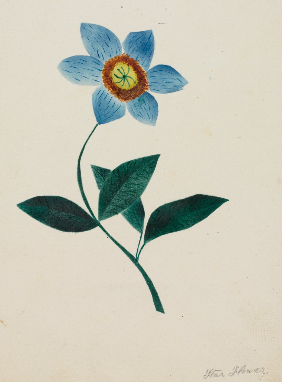 Flor estrella de Mary Altha Nims