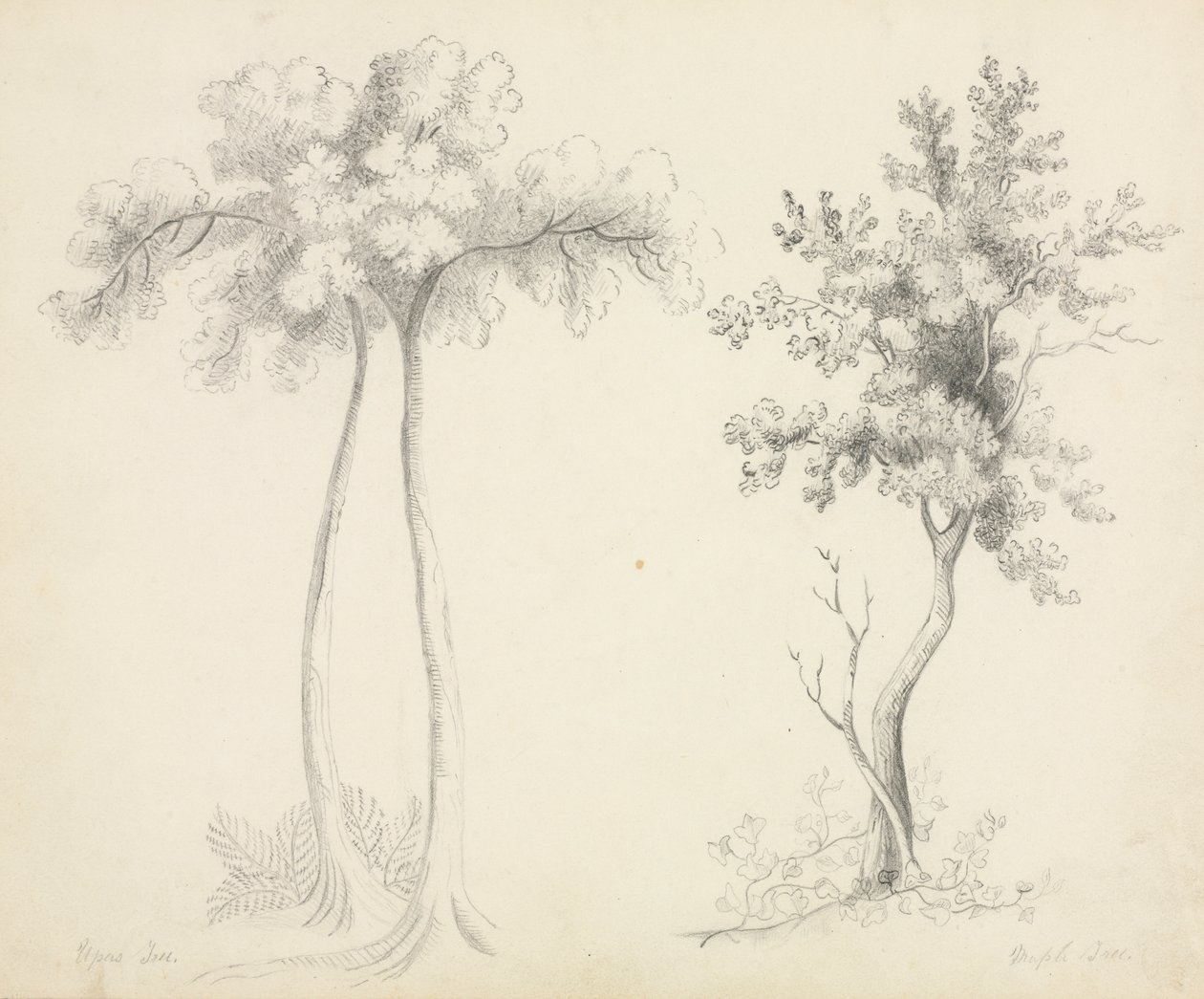 Estudios de Árboles Upas y Arce de Mary Altha Nims